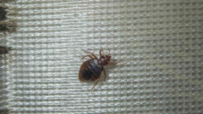 Assessing Bed Bug Detection Tools: Advantages and Disadvantages - doursite